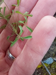 Oxalis ciliaris, photograph (c) Danie Palm, some rights reserved (CC BY)