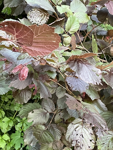 Corylus maxima, photograph 5