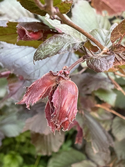 Corylus maxima, photograph author not stated, no rights reserved