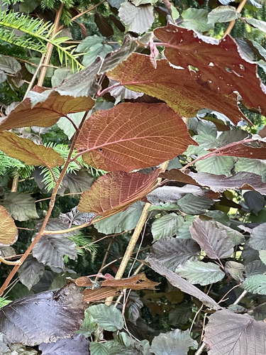 Corylus maxima, photograph 6