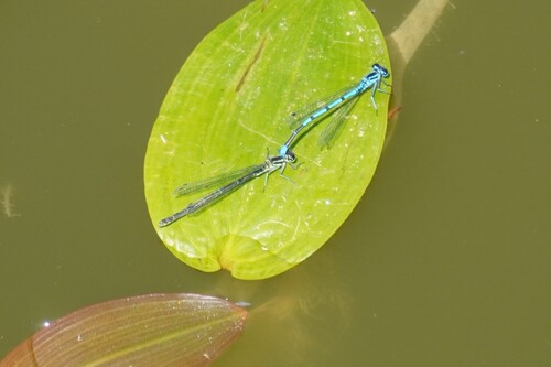 Azure Damselfly