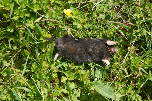 European Mole