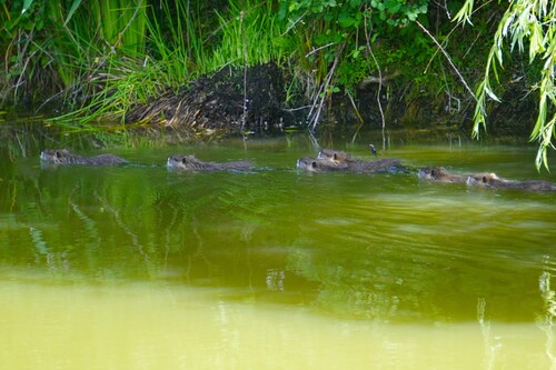 Coypu