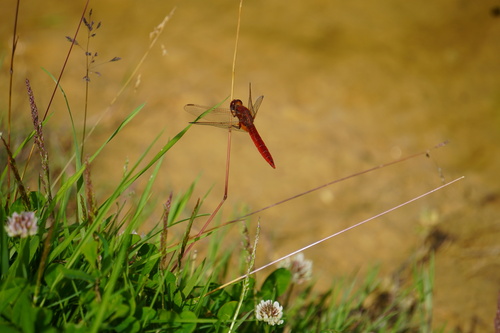 Broad Scarlet