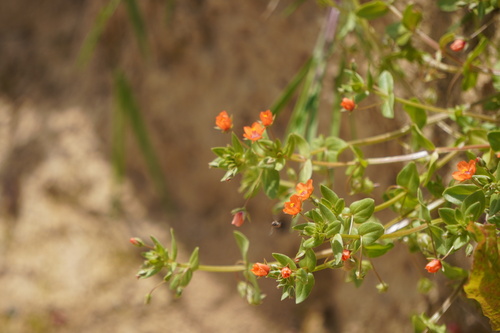 scarlet pimpernel