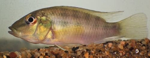Cichlid (Chromidotilapia guntheri) — Cichlidae — 5