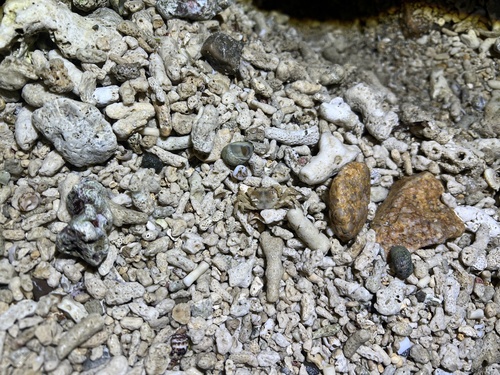 Cyclograpsus lucidus
