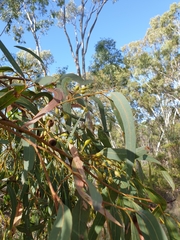 Eucalyptus leucoxylon leucoxylon