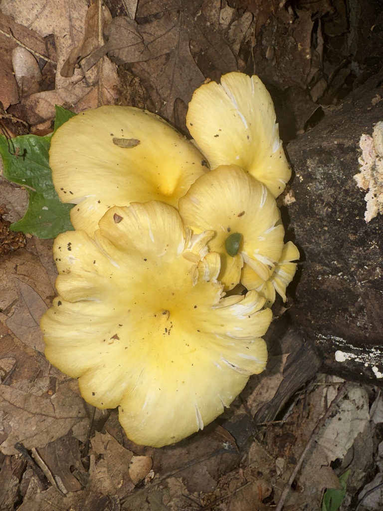 Golden Oyster Mushroom · June 2026 · photo: Photo: (c) Nick T., some rights reserved (CC BY-SA) · iNaturalist