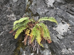 Polystichum imbricans