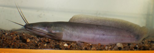 Lake Barombi clariid (Clarias maclareni) — Clariidae