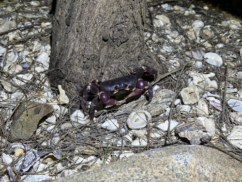 Purple Crab
