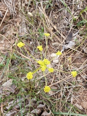 Lomatium marginatum marginatum