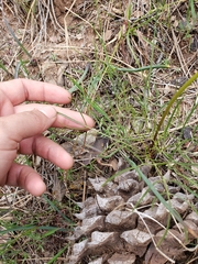 Lomatium marginatum marginatum