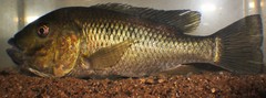 Sarotherodon linnellii