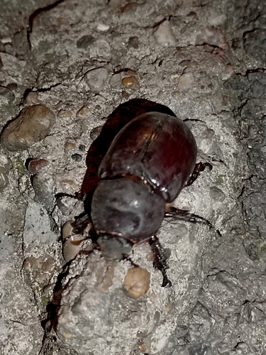 European Rhinoceros Beetle