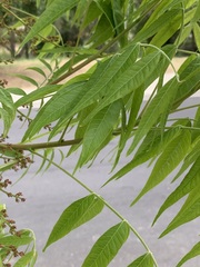 Pistacia chinensis