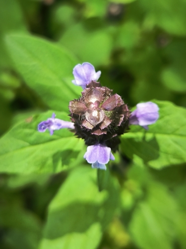common selfheal