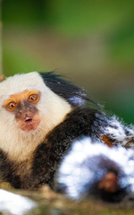 Callithrix geoffroyi