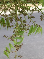 Pistacia chinensis