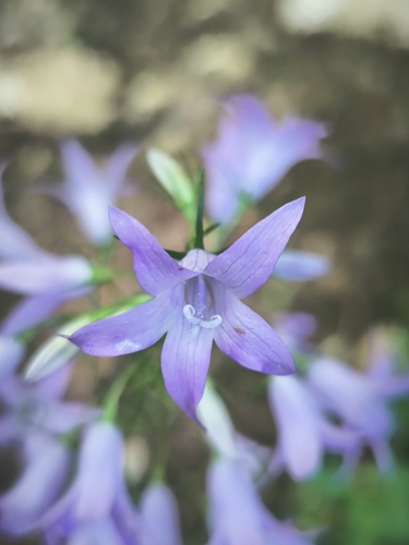 Rampion