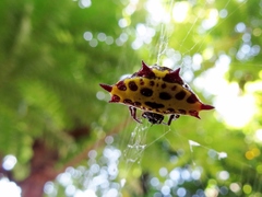 Gasteracantha taeniata