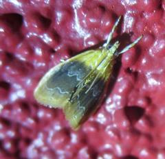 Glaphyria fulminalis