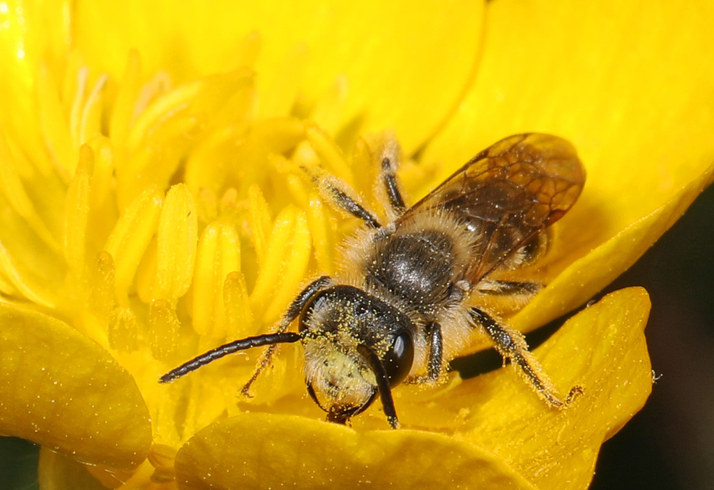 Mining Bees from Fairfax County, VA, USA on April 20, 2020 at 02:37 PM ...