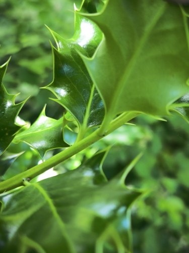 European holly
