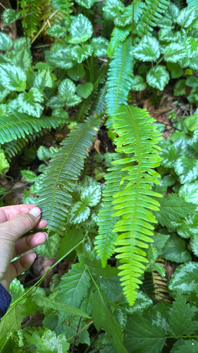 deer fern