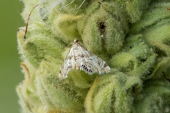 Petrophila canadensis