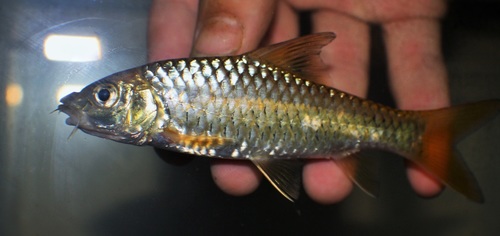 Bates's barb (Labeobarbus batesii) — Cyprinidae — 2