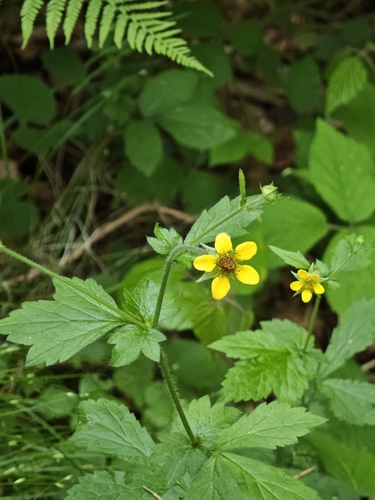 Wood Avens