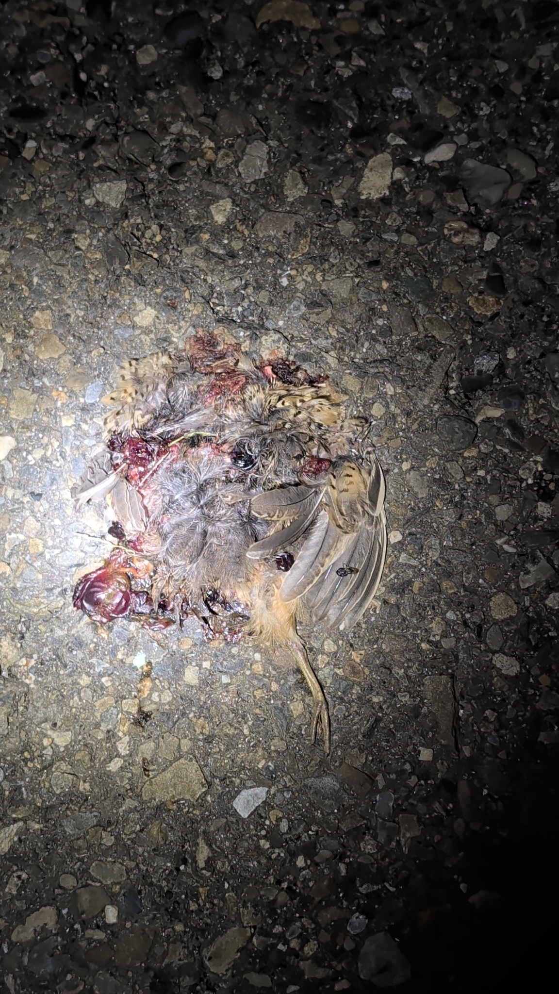 Barred Buttonquail (Turnix suscitator), photo 3