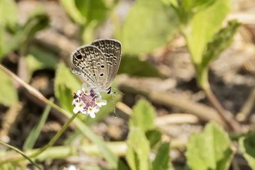 Ceraunus Blue