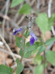 Salvia arizonica, photograph (c) Mike Ostrowski, some rights reserved (CC BY-SA)