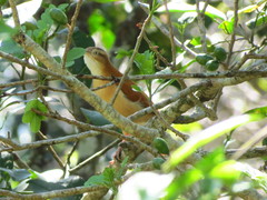 Furnarius leucopus cinnamomeus