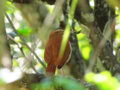 Furnarius leucopus cinnamomeus
