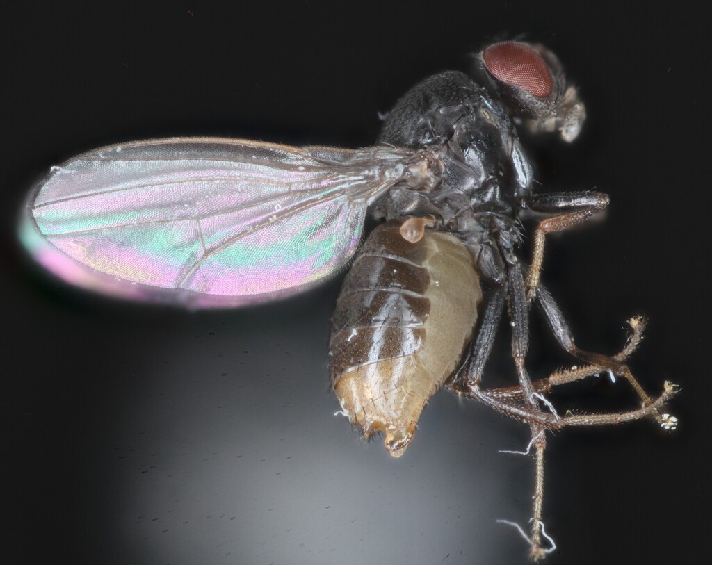 Drosophila lutzii