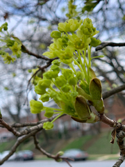 Acer platanoides