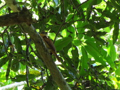 Pachyramphus homochrous