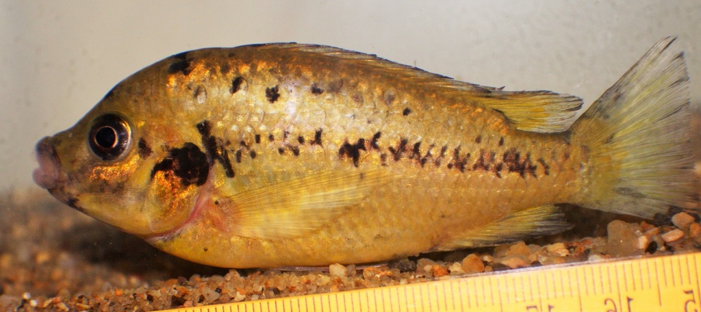 Pungu