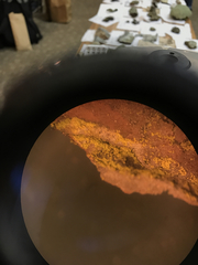 Chrysothrix chamaecyparicola