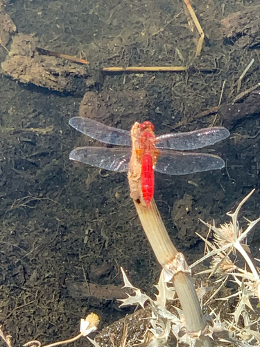 Broad Scarlet