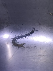 Scolopendra polymorpha