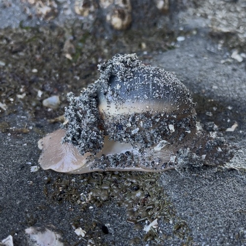 Lewis's Moon Snail
