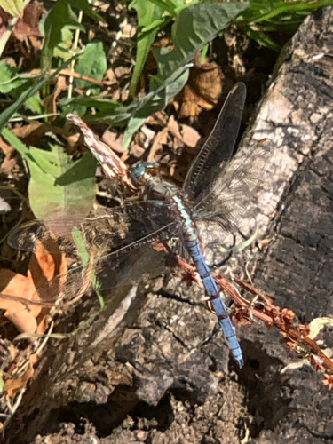 Epaulet Skimmer