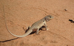 Dipsosaurus dorsalis dorsalis