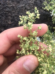 Galium stellatum