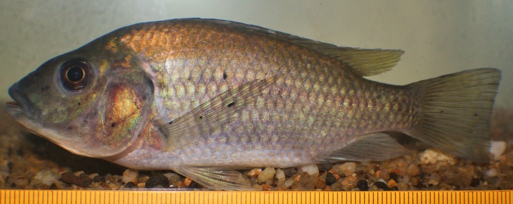 Kululu (Sarotherodon steinbachi) — Cichlidae